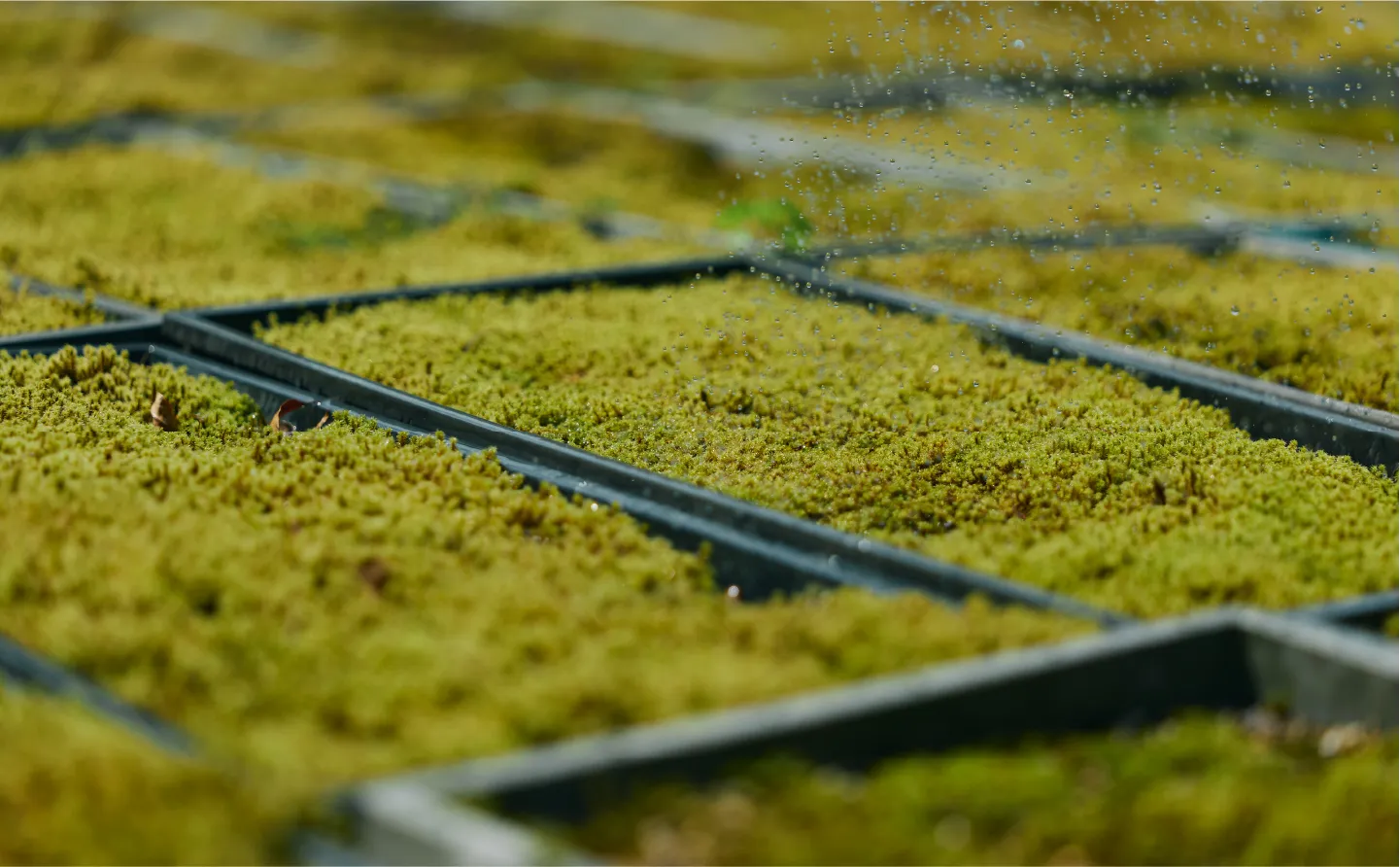 苔に水がかかる様子