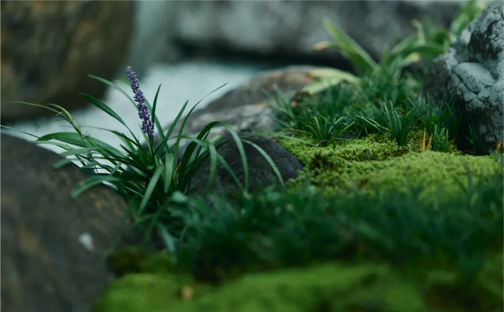 苔が生えた石の写真