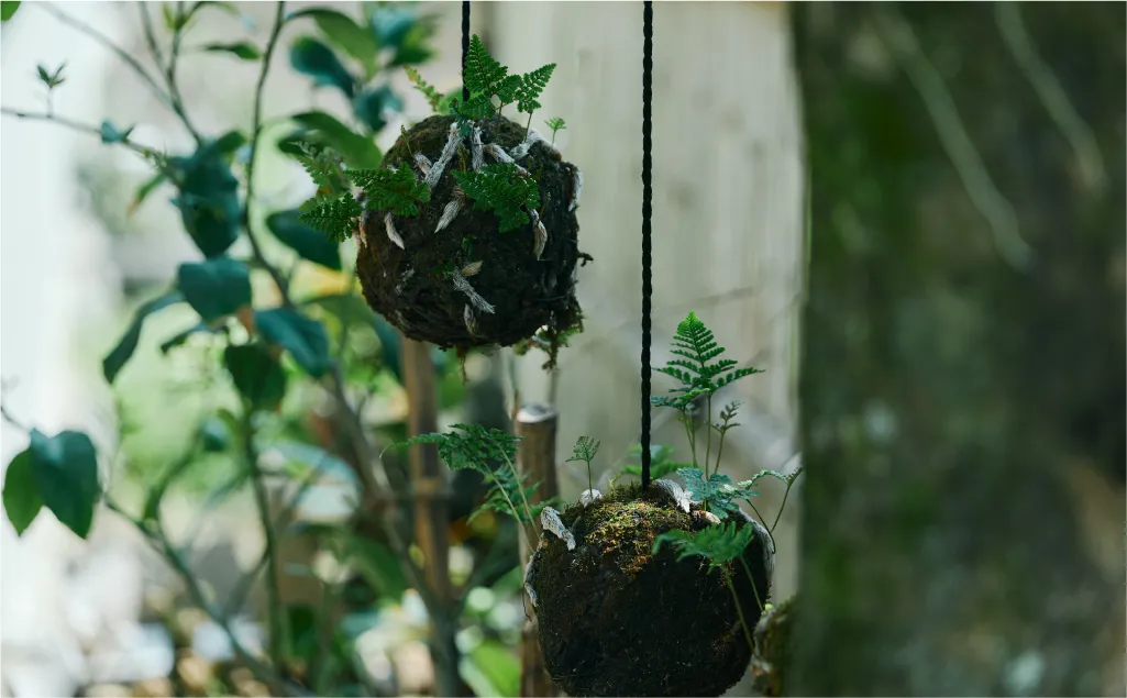 苔が吊るされている様子