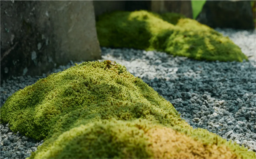 苔に光が当たる様子