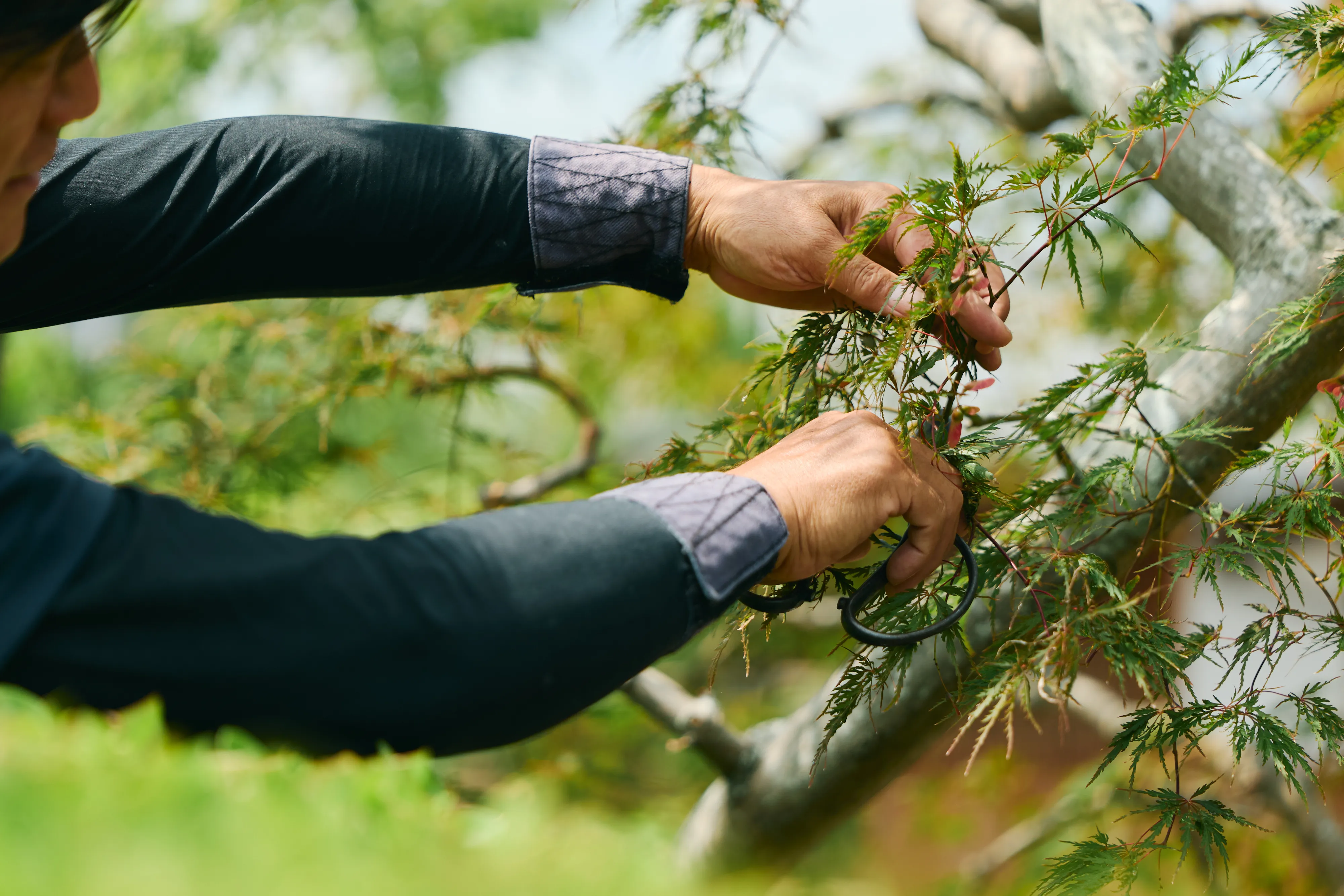 木の剪定を行う男性