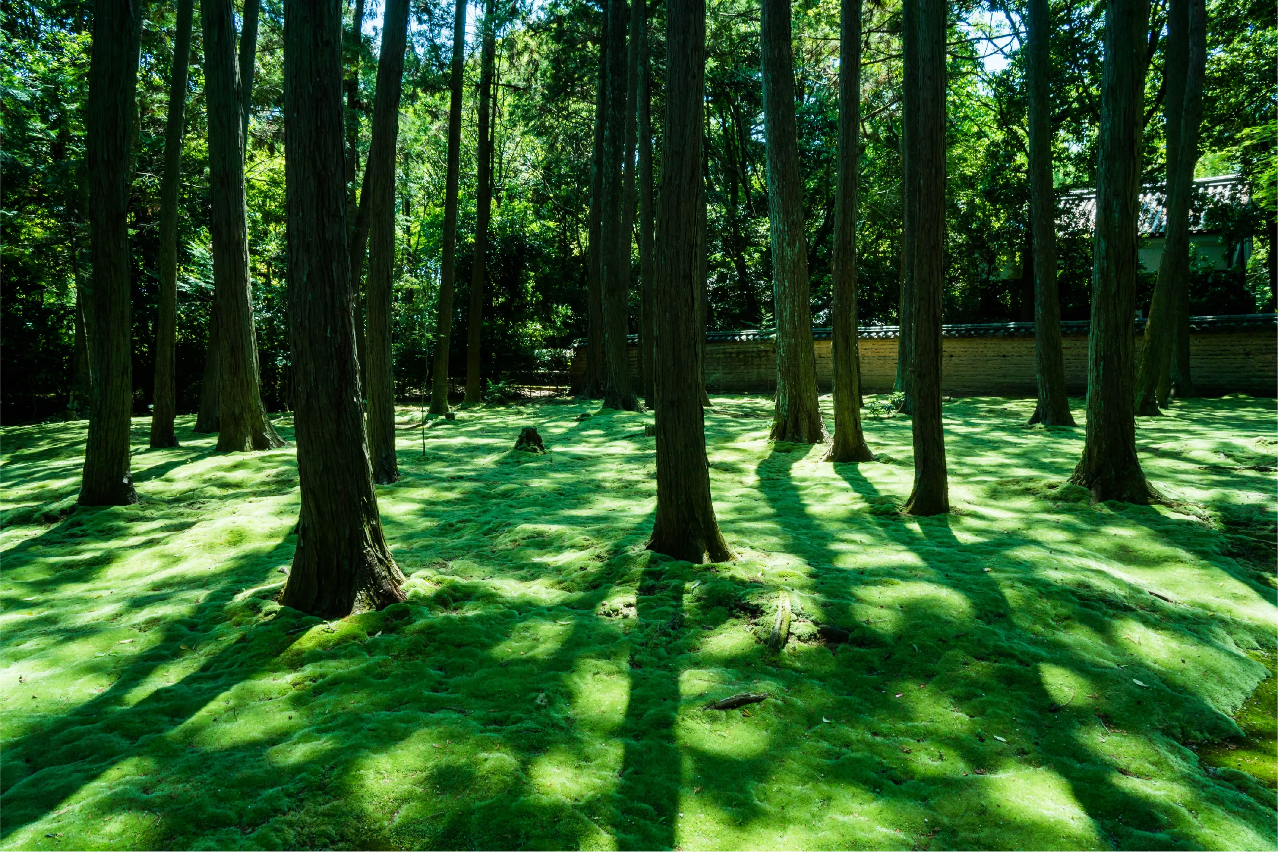 木が生い茂る様子