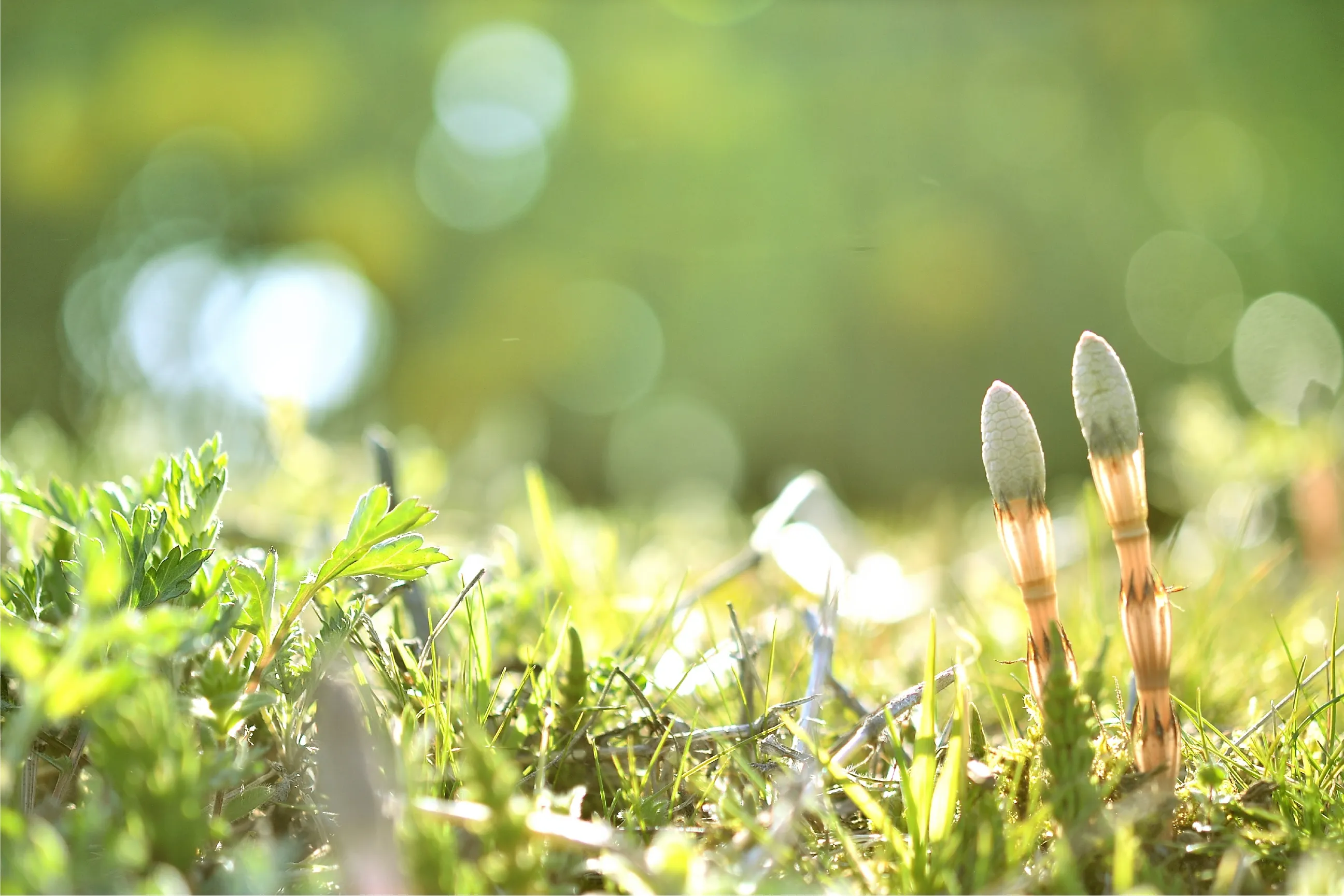 地面につくしや草が生い茂る様子