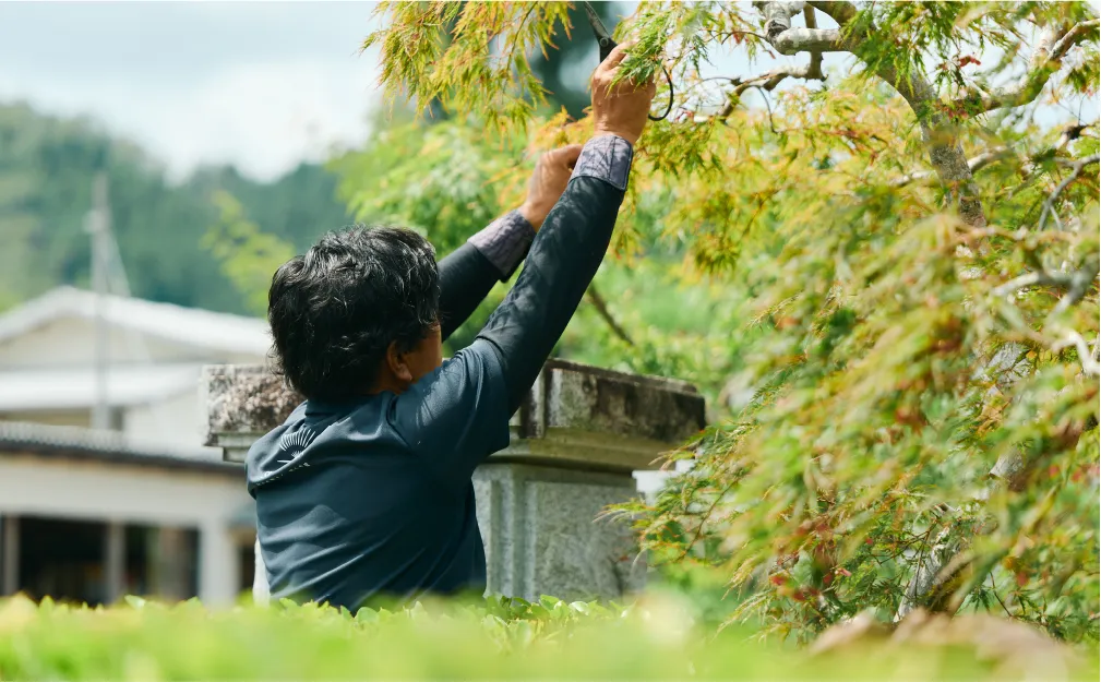 庭木の剪定を行う庭師の様子