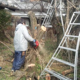 植木の伐採作業