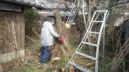 植木の伐採作業