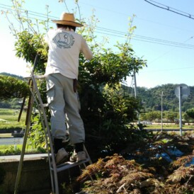 庭の管理作業