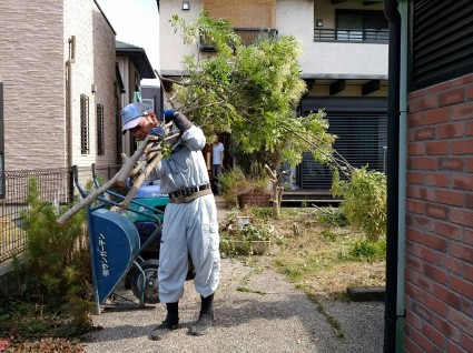 姫路市シマトネリコ撤去