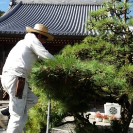 お寺の剪定