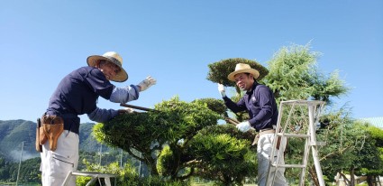 姫路庭剪定作業