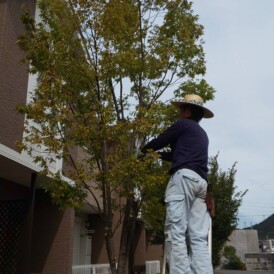 姫路市マンションの剪定作業