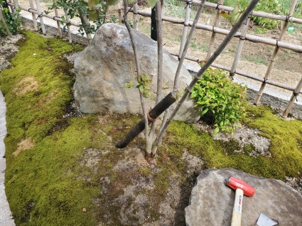 風で植木が倒れる