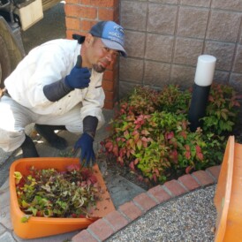 花壇のお手入れ