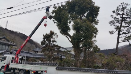 庭木の高木剪定　姫路市