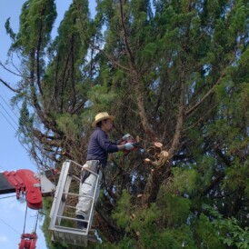 佐用庭木の剪定作業