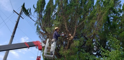 佐用庭木の剪定作業