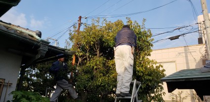 姫路市の庭木の剪定