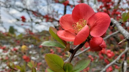 ボケの花