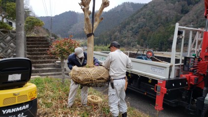 樹木移植