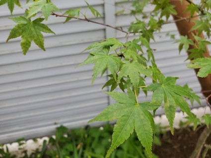 樹木植栽