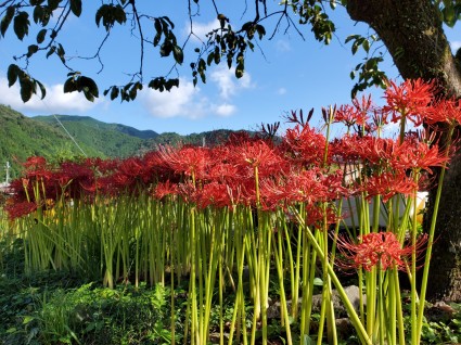 彼岸花