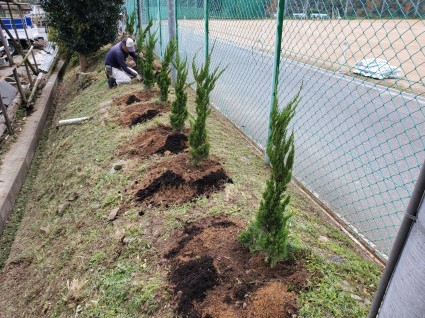 カイズカイブキの植栽