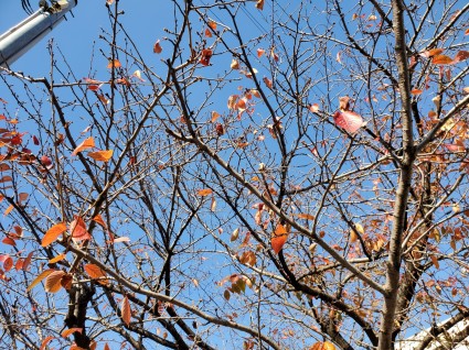 桜の紅葉