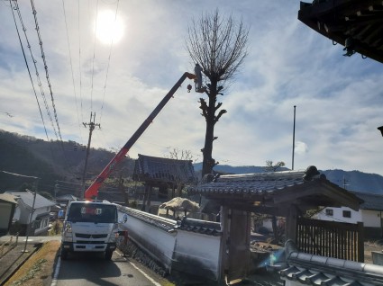 イチョウの木の剪定