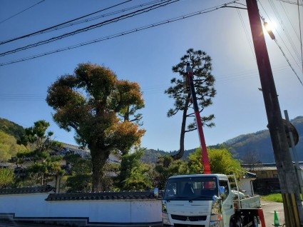 庭木の剪定