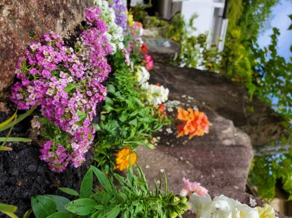 花壇の花植替え