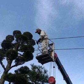 庭木の剪定作業　佐用町