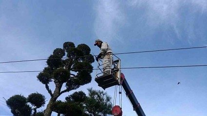 庭木の剪定作業　佐用町