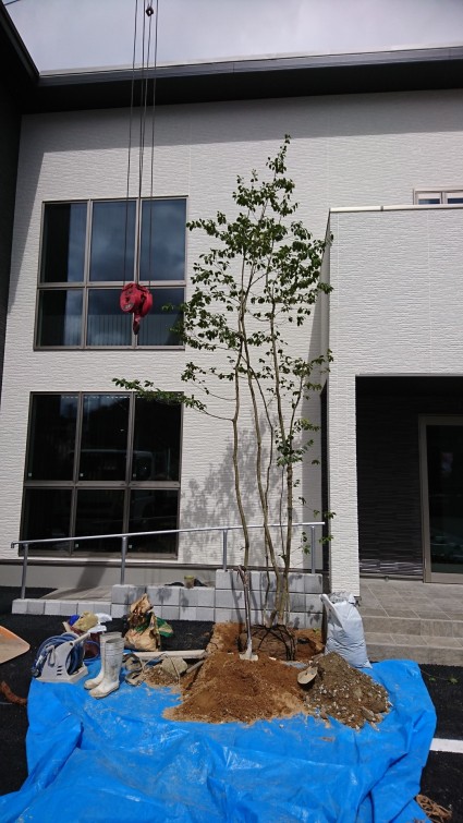 新社屋の山採りの雑木ソヨゴの植栽工事 姫路｜姫路市の外構