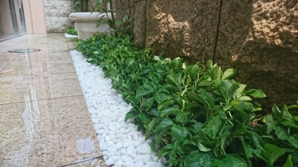 姫路市マンションの壁泉植栽工事