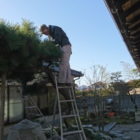 庭木の剪定