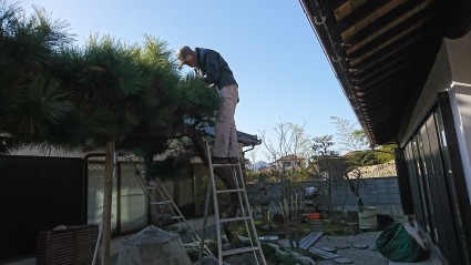 庭木の剪定