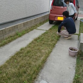 芝生の雑草