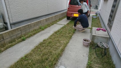 芝生の雑草